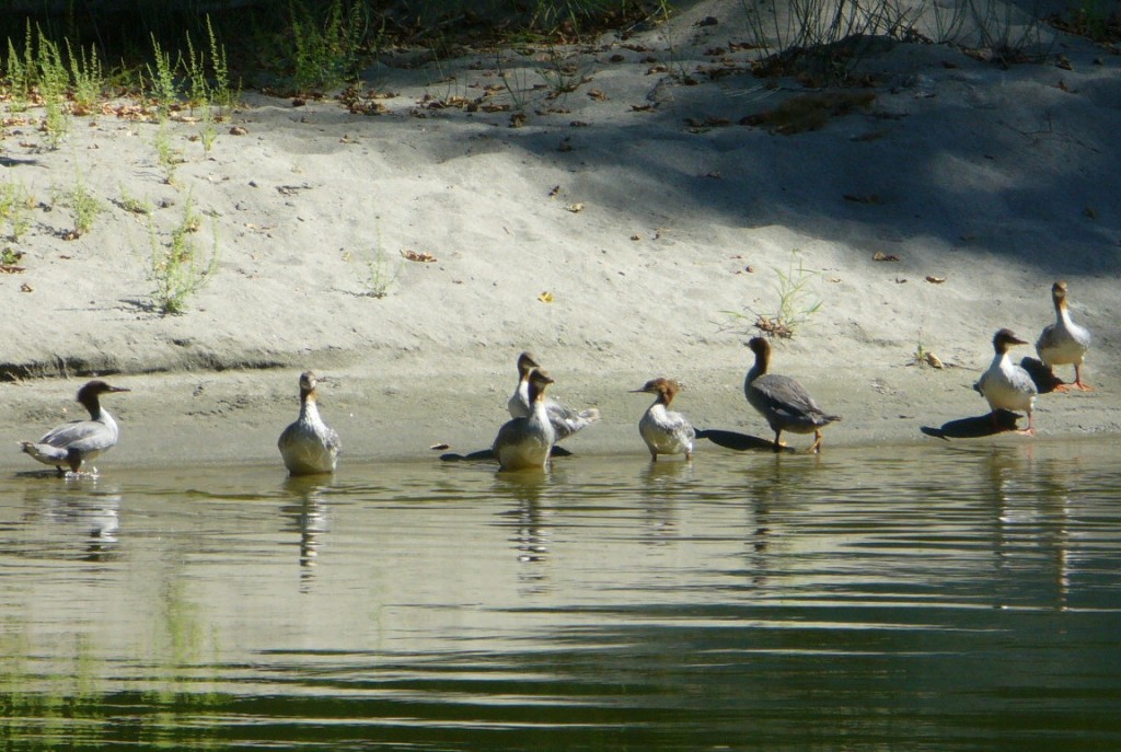 Klamath river ducks